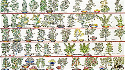 藏藥材資源分布、發展史